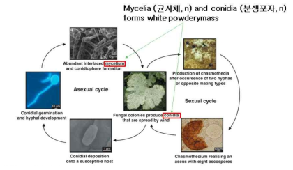 오이흰가루병균의 생활사 (Pérez-García, A., et al.)
