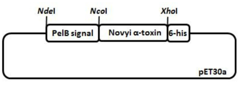 Clostridium novyi의 alpha toxin 재조합 단백질 구조