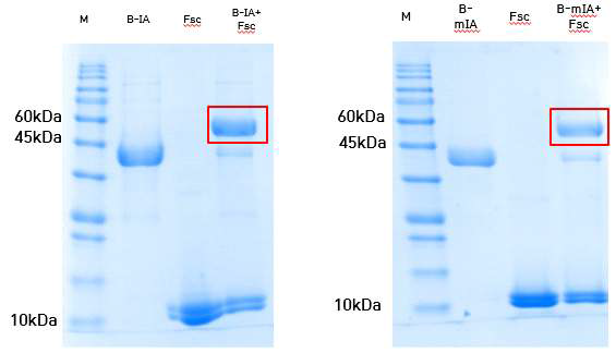 Refolding ApxIA 단백질과 spycatcher 단백질 reconstitution test 결과