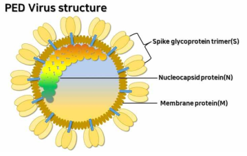 PED 바이러스의 구조