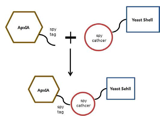 spytag/spycatcher system 활용 yeast shell-ApxIA conjugation