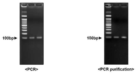 DNA 앱타머 제작을 위한 PCR 및 PCR purification 결과