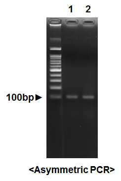 ssDNA 앱타머 제작을 위한 비대칭 PCR 결과