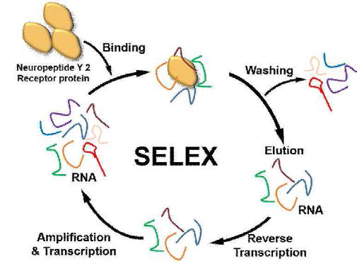Neuropeptide Y 2 receptor 특이적 앱타머 선별을 위한 SELEX