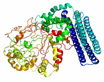 ApxI-8A protein 3D model