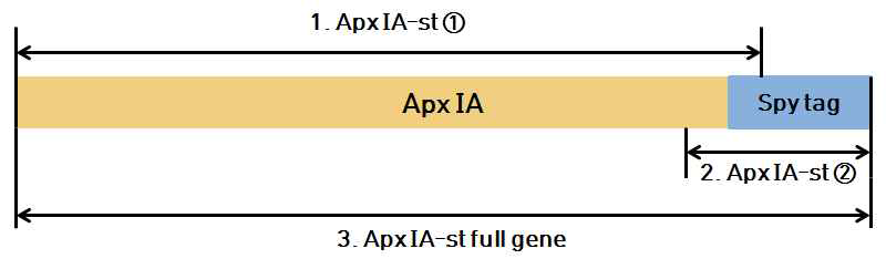 ApxIA-spytag 합성 위한 PCR 과정