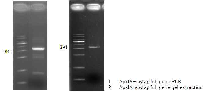 ApxIA-spytag full gene 합성 PCR 결과