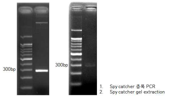 △N spycatcher 제작 위한 PCR 및 gel extraction 결과