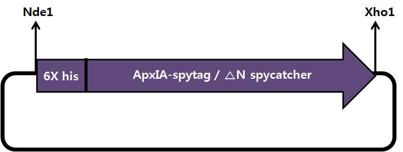 ApxIA-spytag, △N spycatcher 발현 위한 pET28b vector map