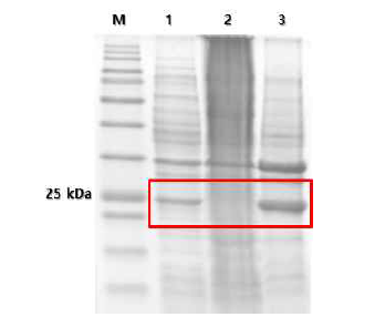 N-truncated form stx2eA 단백질의 발현