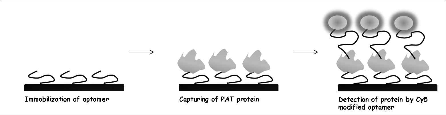 앱타머 기반 PAT 단백질 sandwich assay 플랫폼 모식도