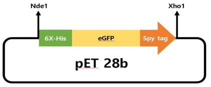 spytag-eGFP 단백질 발현을 위한 pET28b vector map