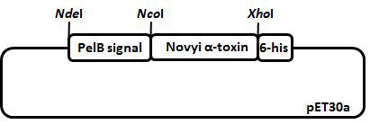 새로운 Clostridium novyi의 alpha toxin 재조합 단백질 구조