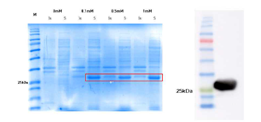 spytag-eGFP 단백질 발현 확인 결과