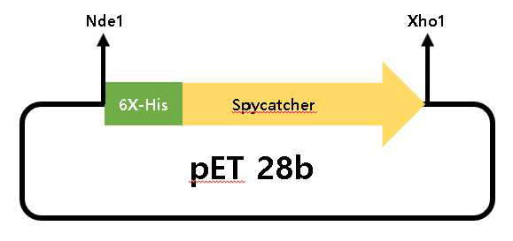 spycatcher 단백질 발현을 위한 pET28b vector map