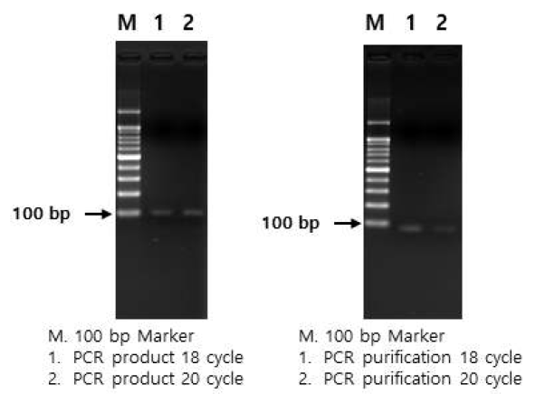 PCR 기법을 이용한 앱타머 라이브러리의 증폭 및 정제