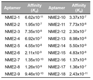 SPR 기술을 통한 NME2 단백질 특이결합 앱타머의 결합력 측정