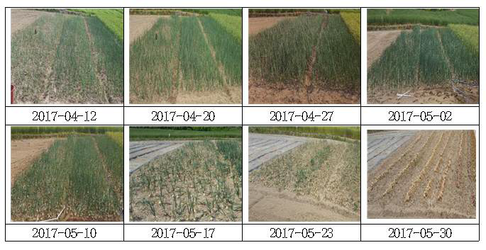 1차년도 예비조사 토양침식 우심지역 양파 생육 변화