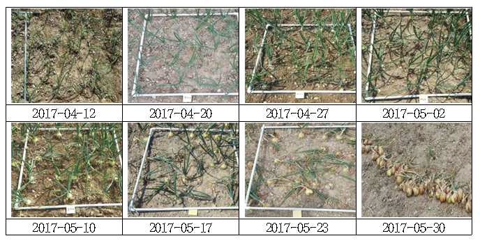 1차년도 예비조사 토양침식 우심지역 양파 생육 변화