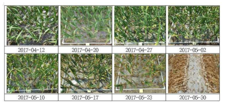 1차년도 예비조사 토양침식 우심지역 마늘 피복도 변화 (면적: 1㎡)