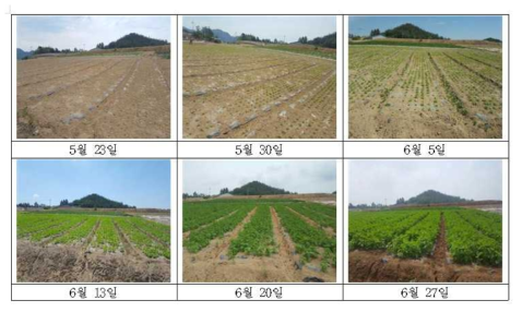 1차년도 예비조사 토양침식 우심지역 참깨(전작 양파) 생육 변화