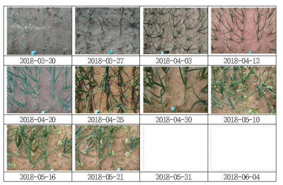 1차년도 동계작물 양파 생육 및 피복도 조사