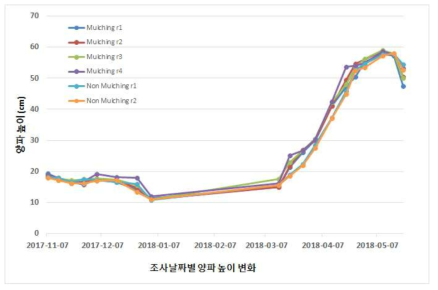 2차년도 동계작물 토양침식 우심지역 생육 시기별 양파 경장 높이