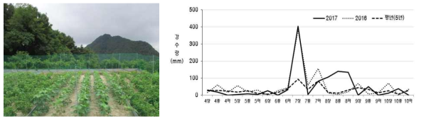 시험포장의 시기별 강수량 현황