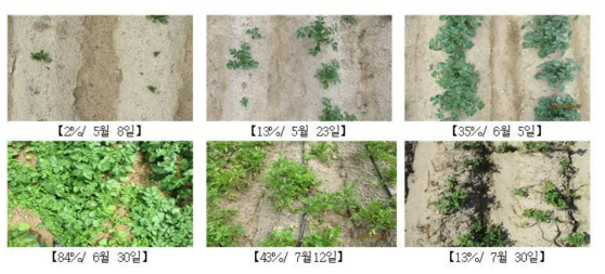감자의 시기별 토양 피복률 변화