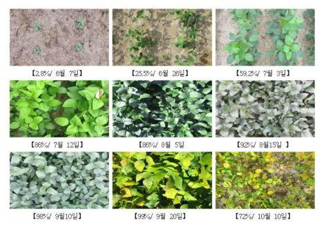 콩의 시기별 토양 피복률 변화