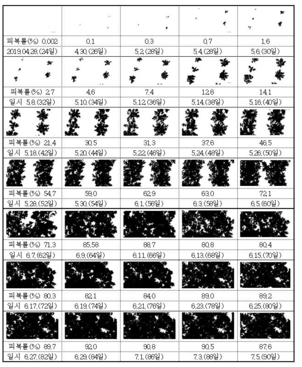 감자의 시기별 피복률 (정식일 : 2019. 4. 4.)