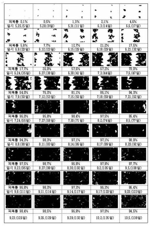 콩의 시기별 피복률 (파종일 : 5. 20.)