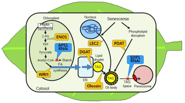 잎에서 유전자 과발현 및 발현억제를 통한 지방합성 및 축적 모식도