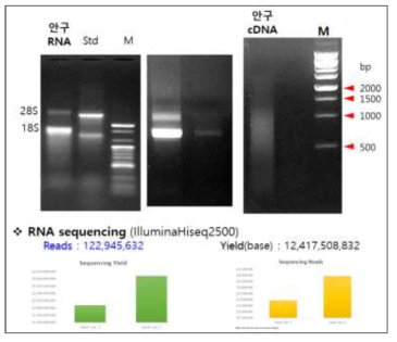 갈고리 흰오징어 유래의 cDNA합성 및 전사체 분석