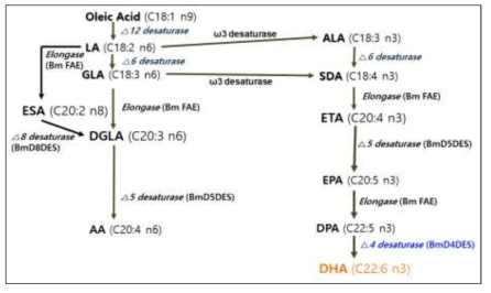 Delta 4 desaturase 효소유전자의 생합성 경로 모식도