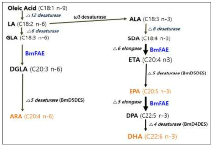 Fatty acid elongase 효소 유전자의 생합성 모식도