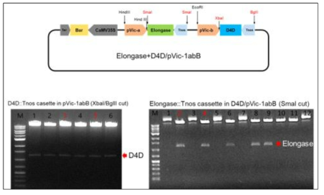 DHA생합성 유전자군 식물형질전환용 다중발현 운반체(pClean A)제작