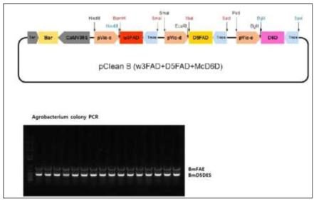 DHA생합성 유전자군 식물형질전환용 다중발현 운반체 (pClean B)제작