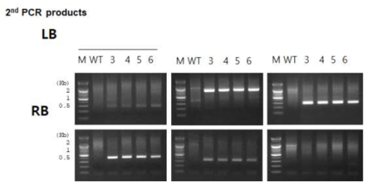 형질전환들깨에 대한 flanking PCR 분석 결과