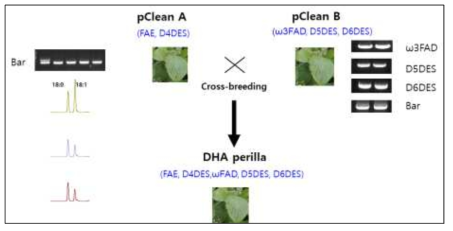 DHA생합성들깨 제작을 위한 교배육종 체계도