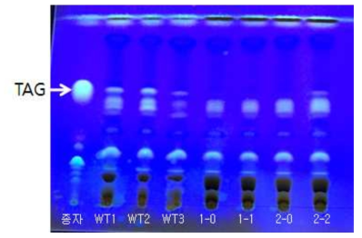 Agroinfiltration한 담배 잎의 지방 함량 분석을 위한 TLC 전개