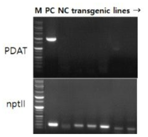 rbcS P:PDAT-2A-Ole 담배의 RT-PCR 결과. 마커유전자인 nptII만 검출되고 도입유전자인 PDAT은 positive control에서만 검출되었음