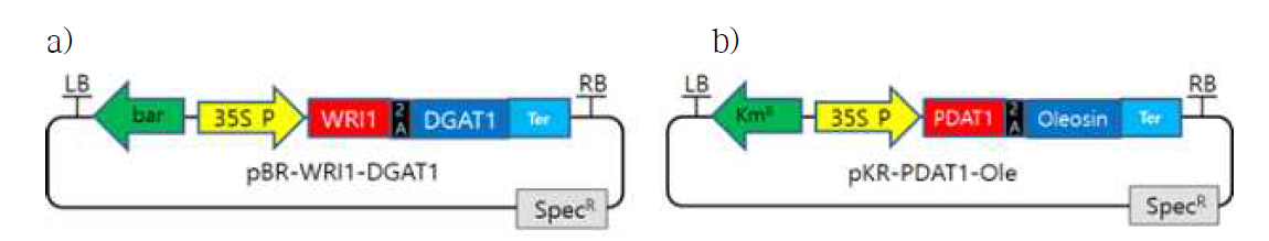 35S 프로모터로 교체된 잎지방 생산용 벡터 a) 35S P:WRI1-2A-DGAT1 벡터 b) 35S P:PDAT1-2A-Ole 벡터