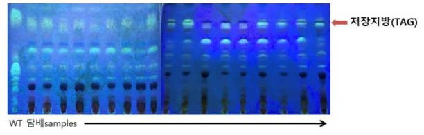 형질전환 담배 잎의 저장지방함량 검정을 위한 TLC