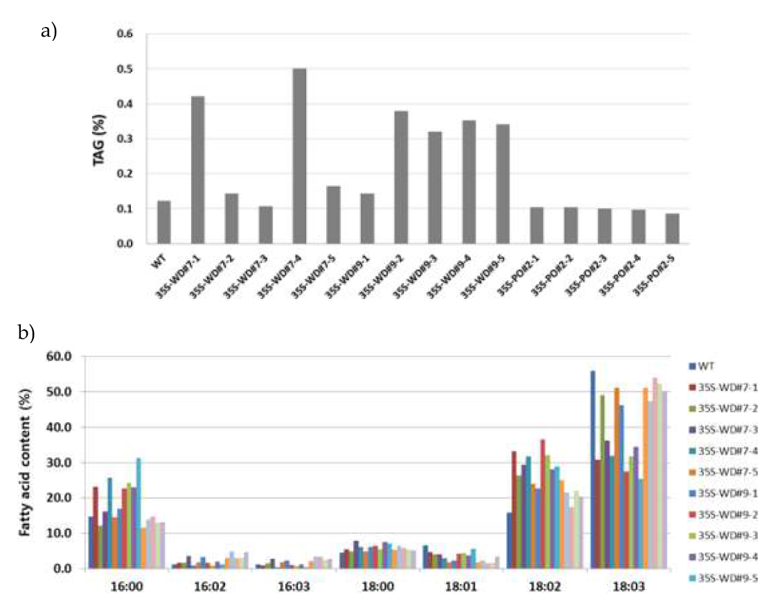 35S:AtWRI1-2A-AtDGAT1 담배 T1 잎의 a) 지방함량 및 b) 조성 분석