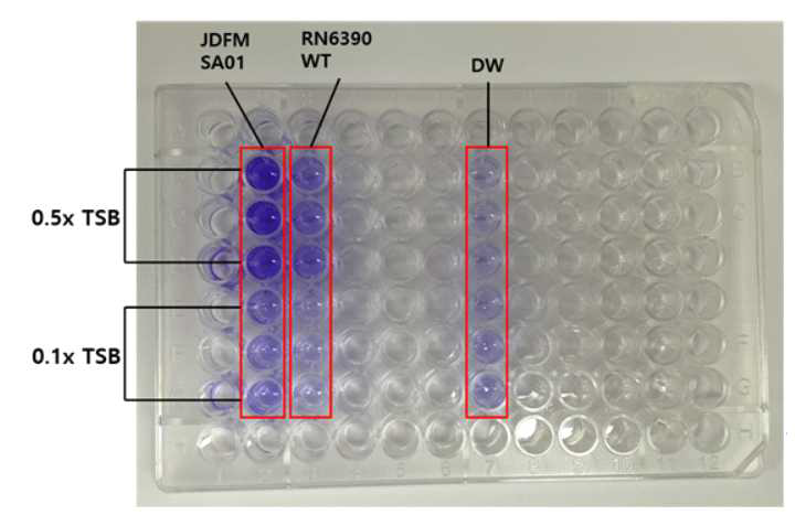 96 well-plate를 이용한 Staphylococcus aureus 생물막 형성능 평가방법