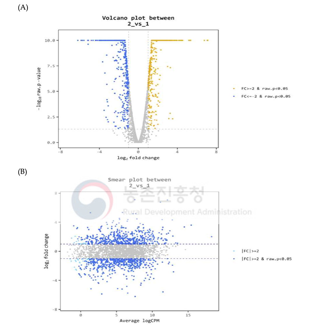 RNA-seq 분석 차별 발현 유전자(DEGs)의 분포 그래프 (A) Vocano plot (B) Smear plot
