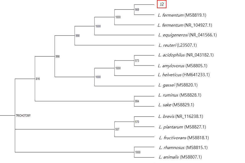 선발된 유산균의 16S rDNA sequences를 이용한 계통도