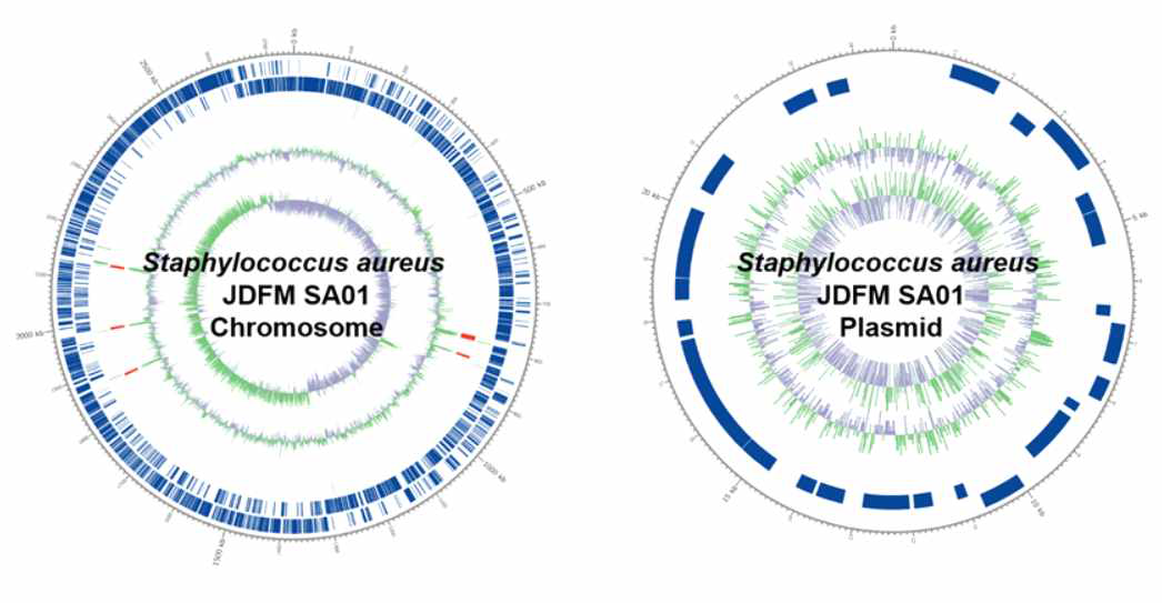 본 연구에서 분석된 Staphylococcus aureus JDFM SA01의 유전체 분석