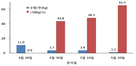 ‘Red Lady’ 정식일별 수량 및 500g 이상 과실비율